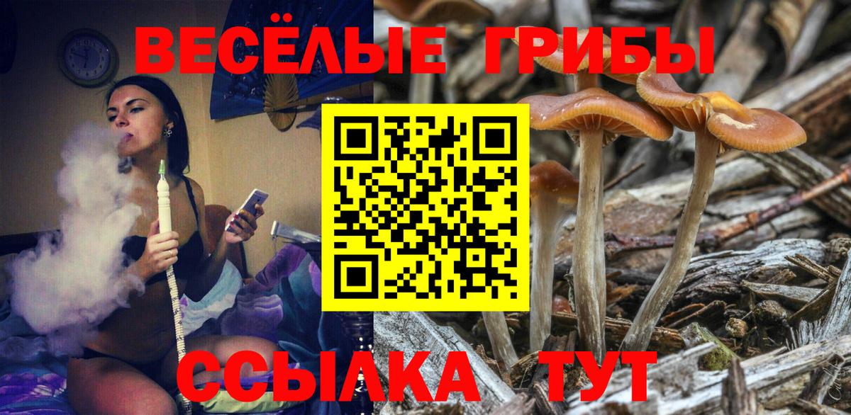 Галлюциногенные грибы Psilocybe Слободской